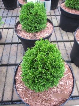 Thuja occidentalis Maks - Zwerglebensbaum Maks
